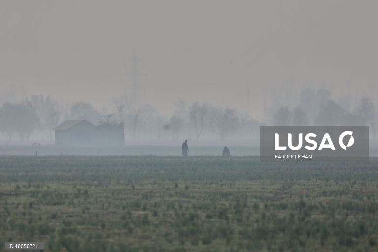 Índia: Cultivo do açafrão em Caxemira