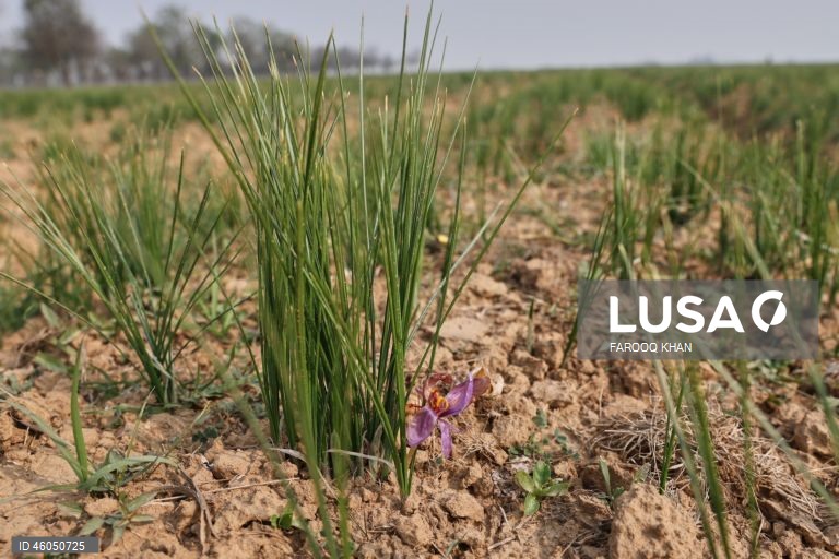 Índia: Cultivo do açafrão em Caxemira