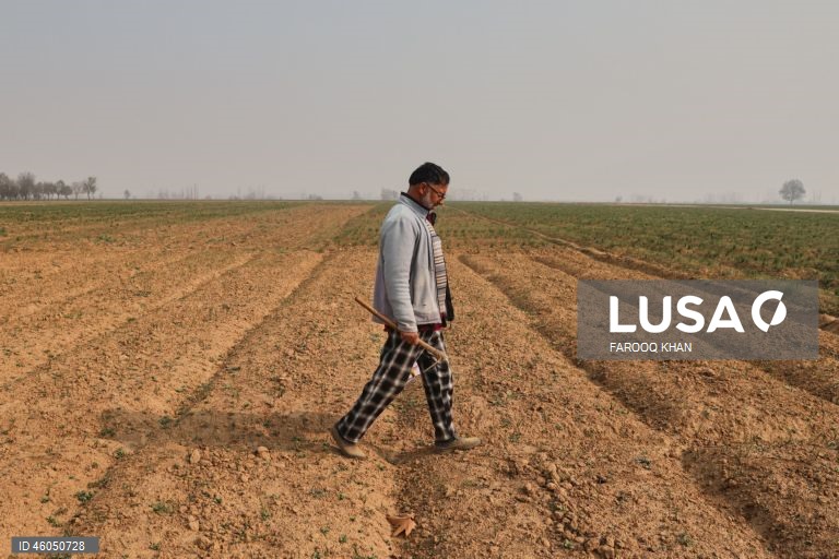 Índia: Cultivo do açafrão em Caxemira