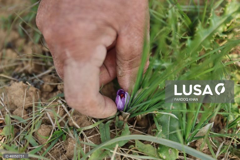 Índia: Cultivo do açafrão em Caxemira