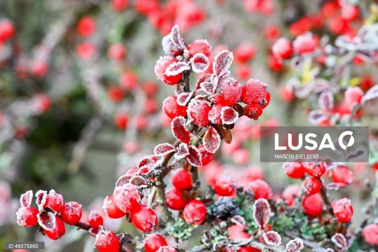 Polónia: Geada matinal em Szczecin