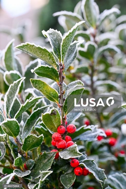 Polónia: Geada matinal em Szczecin