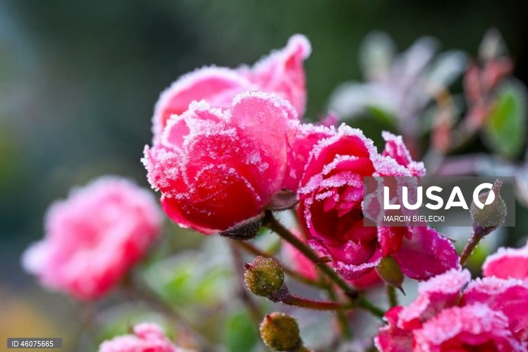 Polónia: Geada matinal em Szczecin