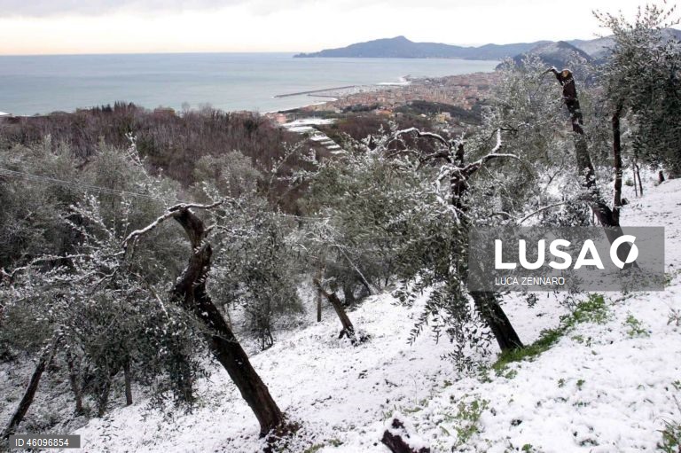 26 de novembro - Dia Internacional da Oliveira