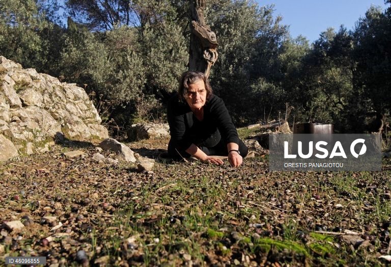 26 de novembro - Dia Internacional da Oliveira