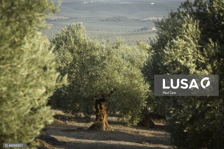 26 de novembro - Dia Internacional da Oliveira