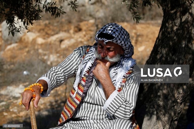 26 de novembro - Dia Internacional da Oliveira