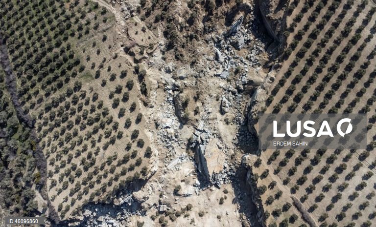 26 de novembro - Dia Internacional da Oliveira