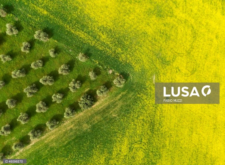 26 de novembro - Dia Internacional da Oliveira