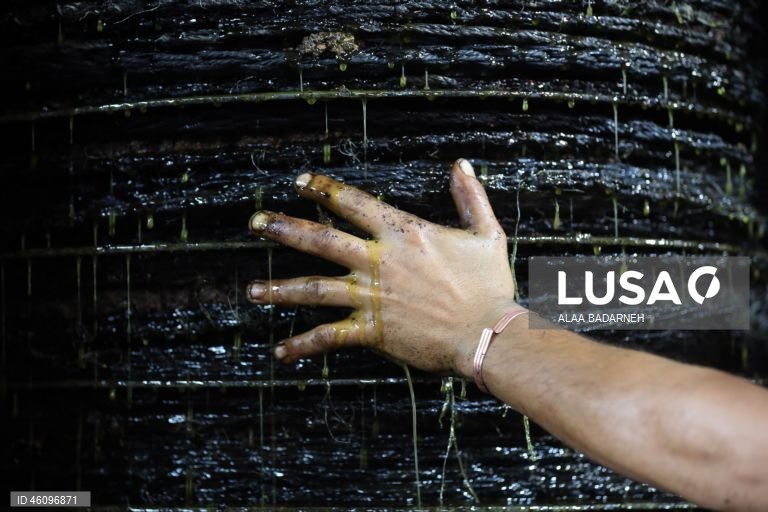 26 de novembro - Dia Internacional da Oliveira