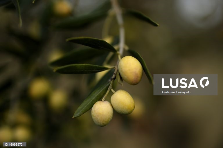 26 de novembro - Dia Internacional da Oliveira