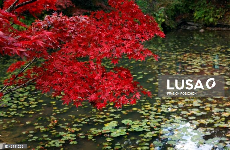 Japão: Cores de outono em Tóquio