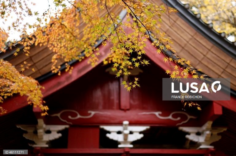 Japão: Cores de outono em Tóquio