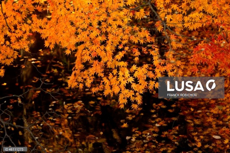 Japão: Cores de outono em Tóquio