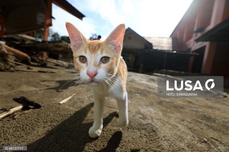 Indonésia: Rescaldo do ciclone Senyar na Ilha de Sumatra