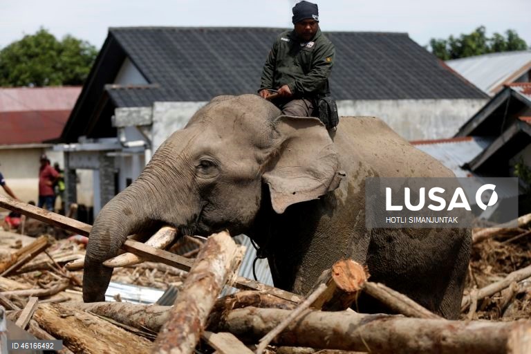 Quatro elefantes domesticados de Sumatra foram destacados para ajudar a limpar os escombros na área afetada pelas inundações. De acordo com a Agência Nacional de Gestão de Desastres, as inundações e deslizamentos de terra provocados pelo ciclone tropical Senyar causaram a morte de mais de 950 pessoas nas províncias de Aceh, Sumatra do Norte e Sumatra Ocidental. 