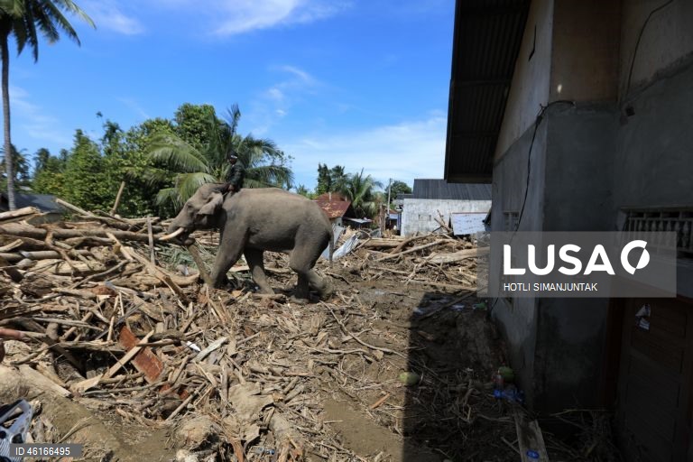 Quatro elefantes domesticados de Sumatra foram destacados para ajudar a limpar os escombros na área afetada pelas inundações. De acordo com a Agência Nacional de Gestão de Desastres, as inundações e deslizamentos de terra provocados pelo ciclone tropical Senyar causaram a morte de mais de 950 pessoas nas províncias de Aceh, Sumatra do Norte e Sumatra Ocidental. 
