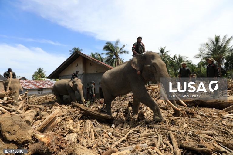 Quatro elefantes domesticados de Sumatra foram destacados para ajudar a limpar os escombros na área afetada pelas inundações. De acordo com a Agência Nacional de Gestão de Desastres, as inundações e deslizamentos de terra provocados pelo ciclone tropical Senyar causaram a morte de mais de 950 pessoas nas províncias de Aceh, Sumatra do Norte e Sumatra Ocidental. 