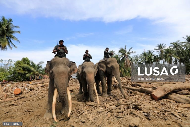 Quatro elefantes domesticados de Sumatra foram destacados para ajudar a limpar os escombros na área afetada pelas inundações. De acordo com a Agência Nacional de Gestão de Desastres, as inundações e deslizamentos de terra provocados pelo ciclone tropical Senyar causaram a morte de mais de 950 pessoas nas províncias de Aceh, Sumatra do Norte e Sumatra Ocidental. 