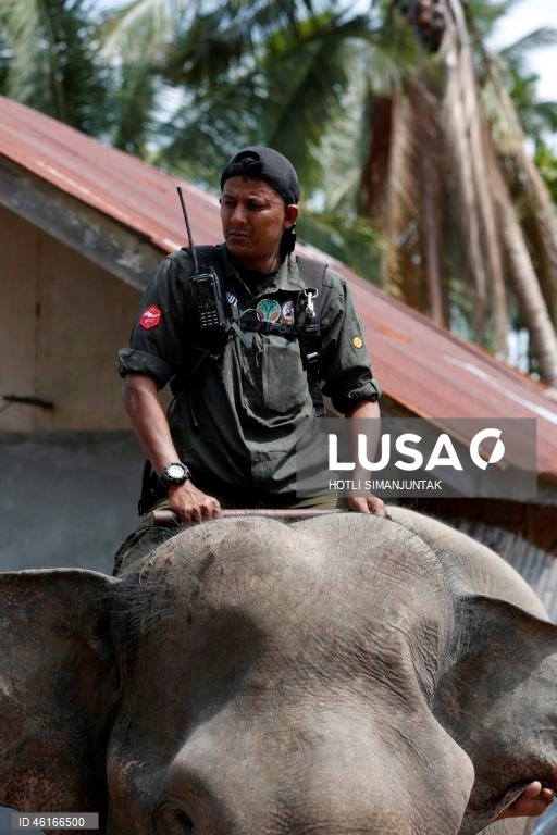 Quatro elefantes domesticados de Sumatra foram destacados para ajudar a limpar os escombros na área afetada pelas inundações. De acordo com a Agência Nacional de Gestão de Desastres, as inundações e deslizamentos de terra provocados pelo ciclone tropical Senyar causaram a morte de mais de 950 pessoas nas províncias de Aceh, Sumatra do Norte e Sumatra Ocidental. 