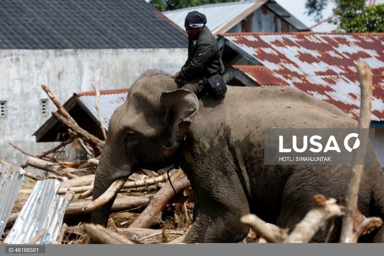 Quatro elefantes domesticados de Sumatra foram destacados para ajudar a limpar os escombros na área afetada pelas inundações. De acordo com a Agência Nacional de Gestão de Desastres, as inundações e deslizamentos de terra provocados pelo ciclone tropical Senyar causaram a morte de mais de 950 pessoas nas províncias de Aceh, Sumatra do Norte e Sumatra Ocidental. 