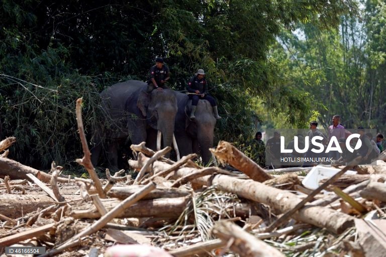 Quatro elefantes domesticados de Sumatra foram destacados para ajudar a limpar os escombros na área afetada pelas inundações. De acordo com a Agência Nacional de Gestão de Desastres, as inundações e deslizamentos de terra provocados pelo ciclone tropical Senyar causaram a morte de mais de 950 pessoas nas províncias de Aceh, Sumatra do Norte e Sumatra Ocidental. 