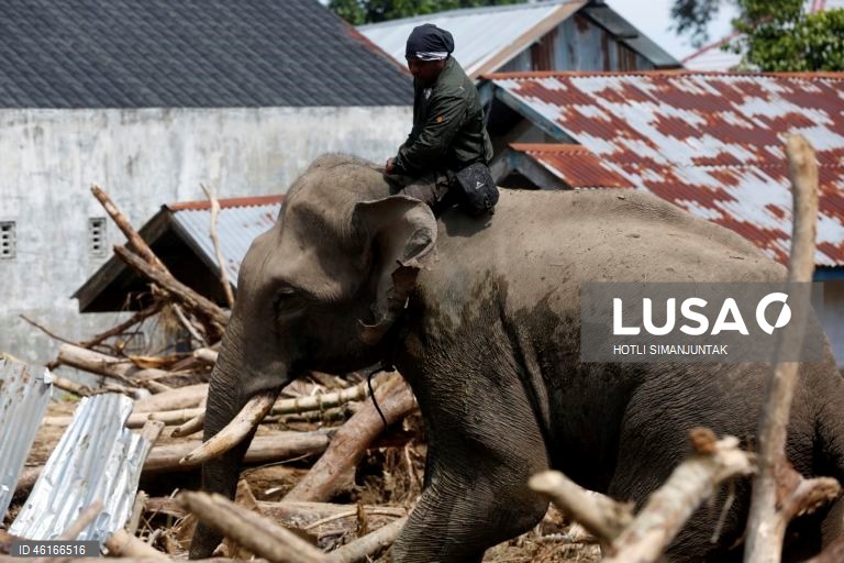 Quatro elefantes domesticados de Sumatra foram destacados para ajudar a limpar os escombros na área afetada pelas inundações. De acordo com a Agência Nacional de Gestão de Desastres, as inundações e deslizamentos de terra provocados pelo ciclone tropical Senyar causaram a morte de mais de 950 pessoas nas províncias de Aceh, Sumatra do Norte e Sumatra Ocidental. 