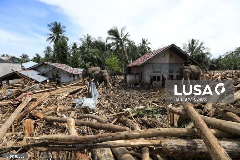 Quatro elefantes domesticados de Sumatra foram destacados para ajudar a limpar os escombros na área afetada pelas inundações. De acordo com a Agência Nacional de Gestão de Desastres, as inundações e deslizamentos de terra provocados pelo ciclone tropical Senyar causaram a morte de mais de 950 pessoas nas províncias de Aceh, Sumatra do Norte e Sumatra Ocidental. 