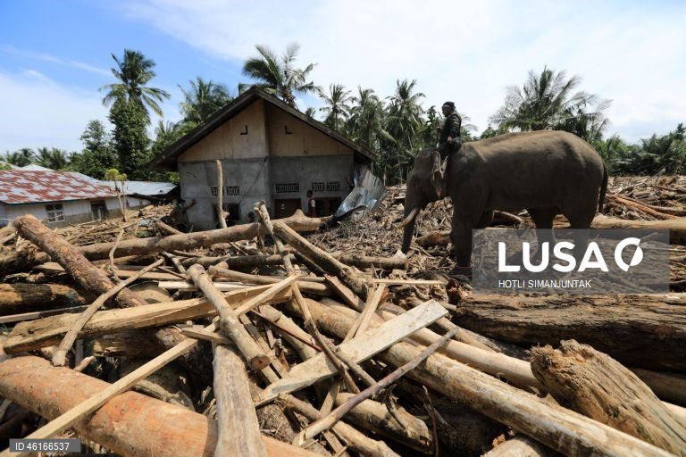 Quatro elefantes domesticados de Sumatra foram destacados para ajudar a limpar os escombros na área afetada pelas inundações. De acordo com a Agência Nacional de Gestão de Desastres, as inundações e deslizamentos de terra provocados pelo ciclone tropical Senyar causaram a morte de mais de 950 pessoas nas províncias de Aceh, Sumatra do Norte e Sumatra Ocidental. 