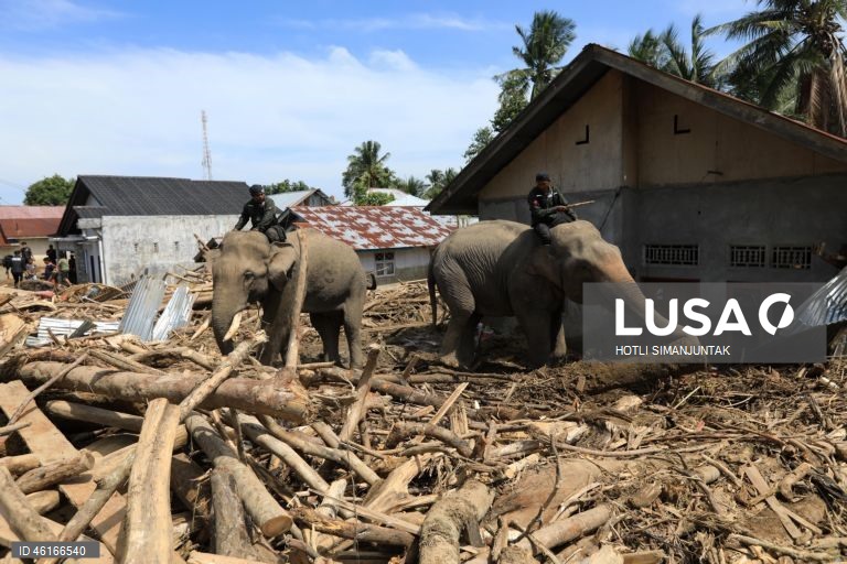 Quatro elefantes domesticados de Sumatra foram destacados para ajudar a limpar os escombros na área afetada pelas inundações. De acordo com a Agência Nacional de Gestão de Desastres, as inundações e deslizamentos de terra provocados pelo ciclone tropical Senyar causaram a morte de mais de 950 pessoas nas províncias de Aceh, Sumatra do Norte e Sumatra Ocidental. 
