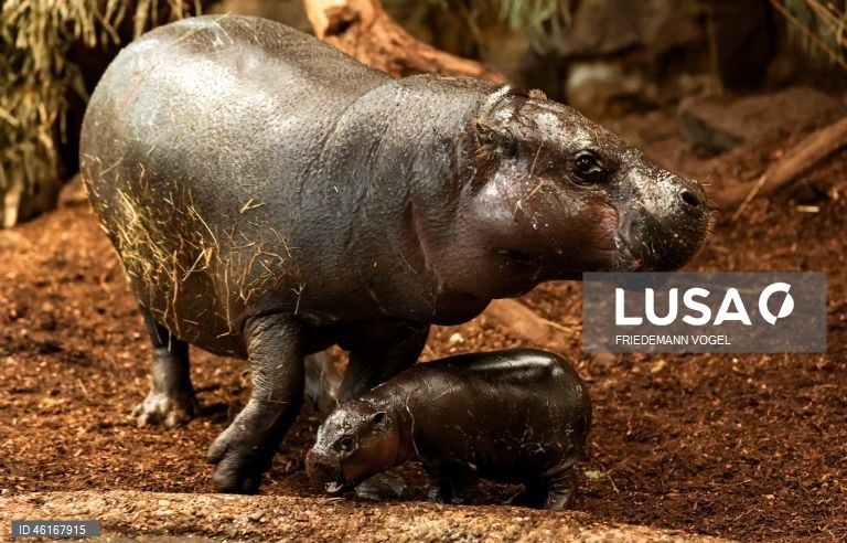 Um hipopótamo pigmeu macho com quase duas semanas de idade chamado «Panya» com a sua mãe Ayoka no Jardim Zoológico de Duisburg, Alemanha.