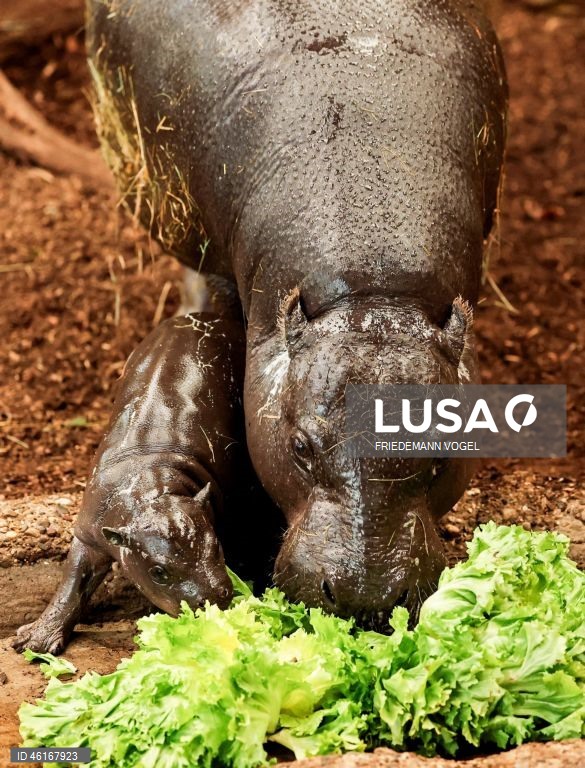 Um hipopótamo pigmeu macho com quase duas semanas de idade chamado «Panya» com a sua mãe Ayoka no Jardim Zoológico de Duisburg, Alemanha.
