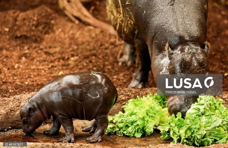 Um hipopótamo pigmeu macho com quase duas semanas de idade chamado «Panya» com a sua mãe Ayoka no Jardim Zoológico de Duisburg, Alemanha.