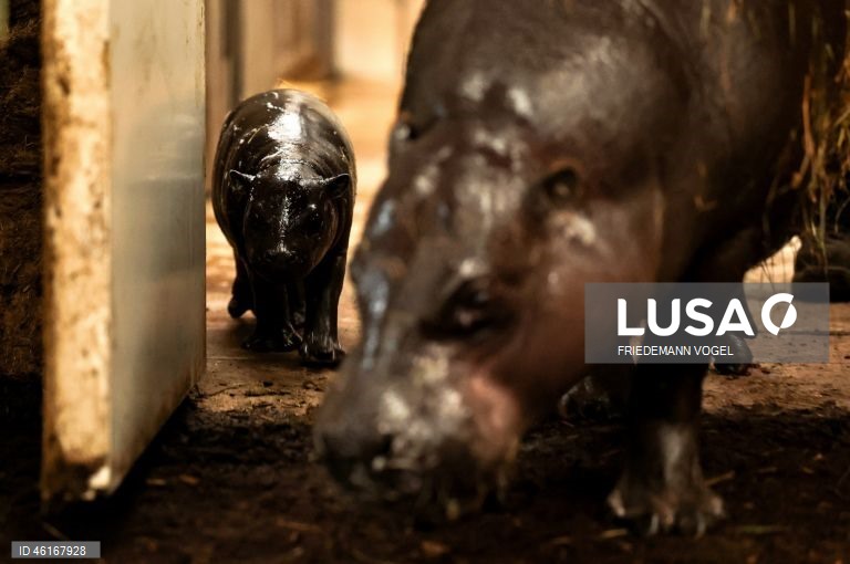 Um hipopótamo pigmeu macho com quase duas semanas de idade chamado «Panya» com a sua mãe Ayoka no Jardim Zoológico de Duisburg, Alemanha.