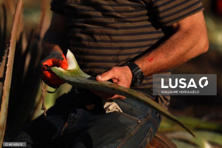 Plantas de Aloe Vera no sul da França