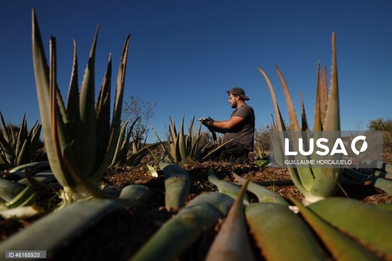 Plantas de Aloe Vera no sul da França