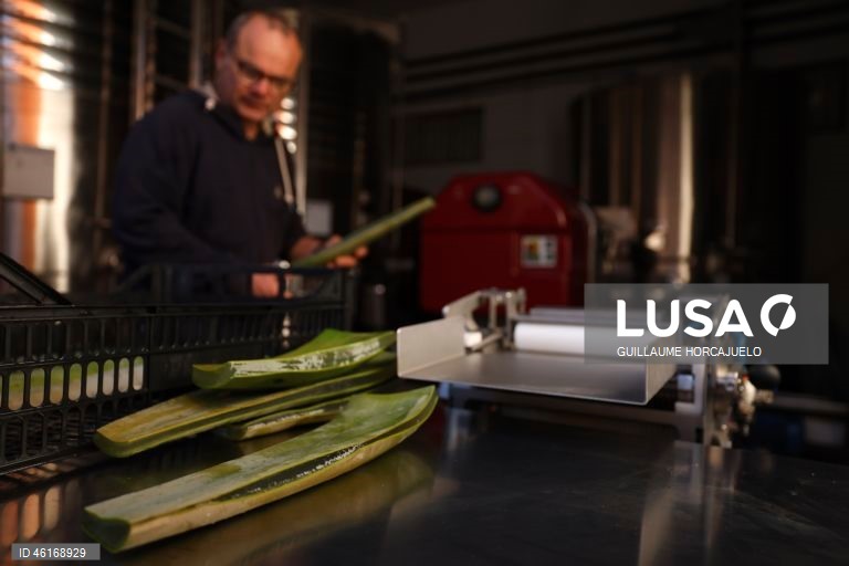 Plantas de Aloe Vera no sul da França