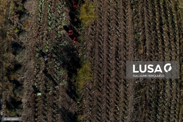 Plantas de Aloe Vera no sul da França
