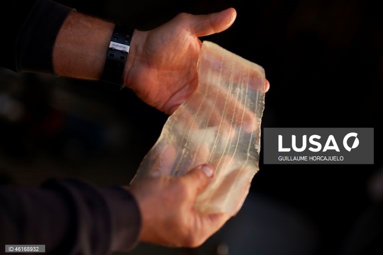 Plantas de Aloe Vera no sul da França