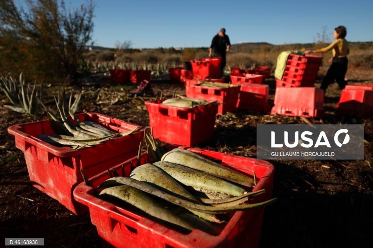 Plantas de Aloe Vera no sul da França