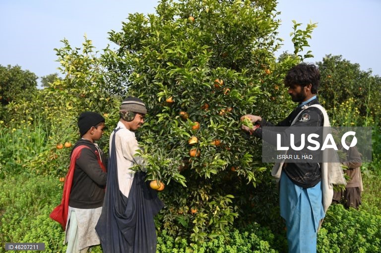 Paquistão: Colheita da laranja