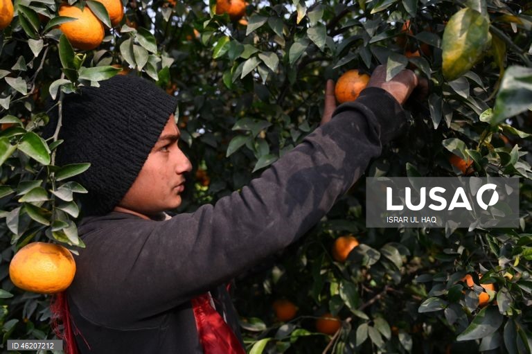 Paquistão: Colheita da laranja