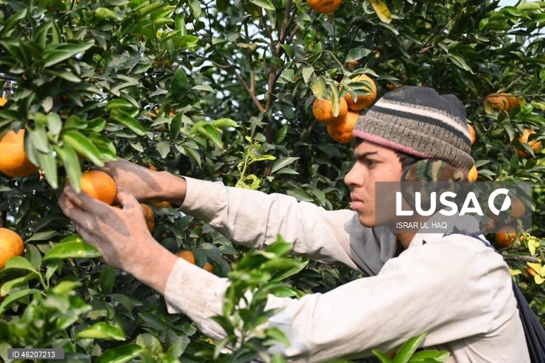 Paquistão: Colheita da laranja