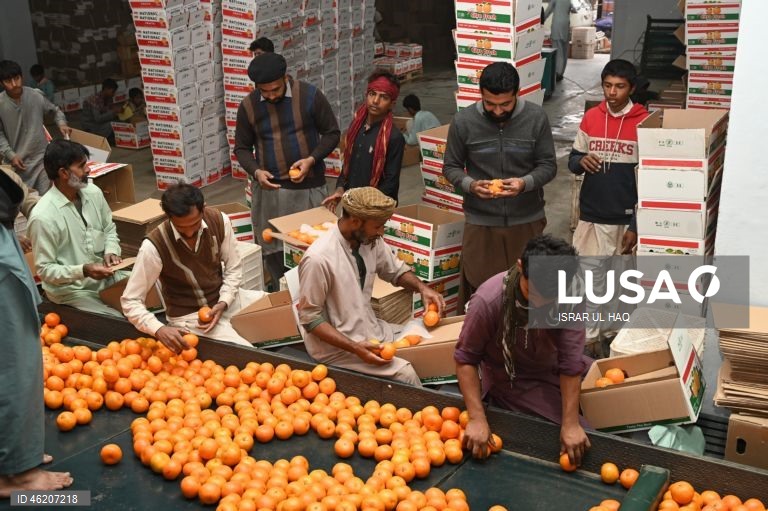Paquistão: Colheita da laranja