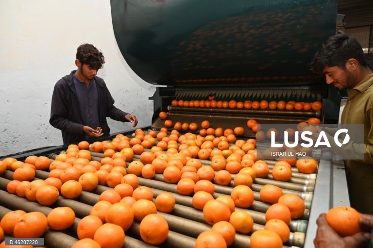 Paquistão: Colheita da laranja