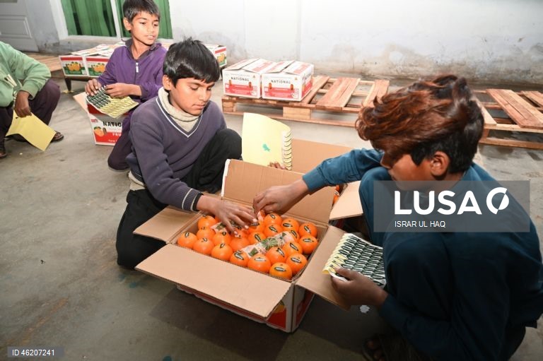 Paquistão: Colheita da laranja