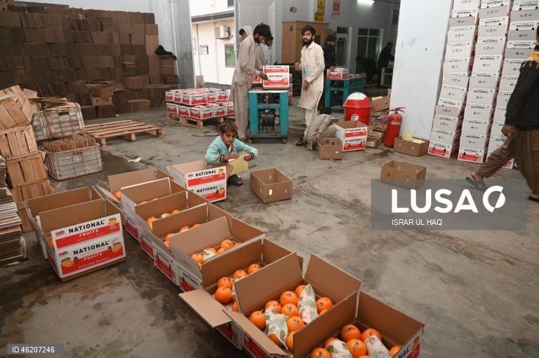 Paquistão: Colheita da laranja