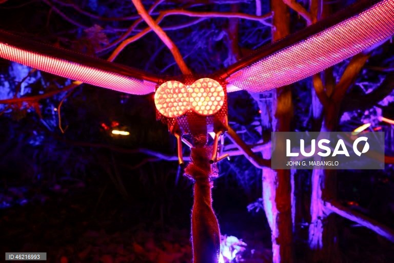 EUA: Instalação de luzes no Jardim Botânico de São Francisco