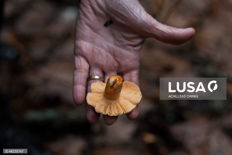 Apanha de cogumelos selvagens em Holomontas, Grécia