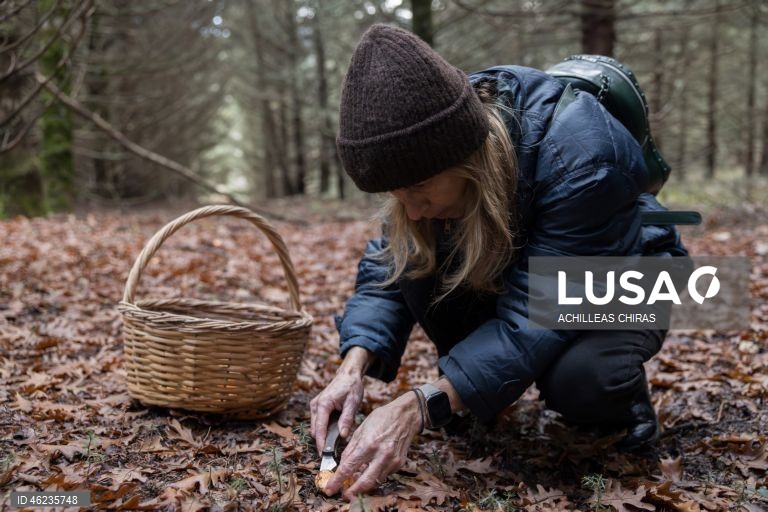 Apanha de cogumelos selvagens em Holomontas, Grécia